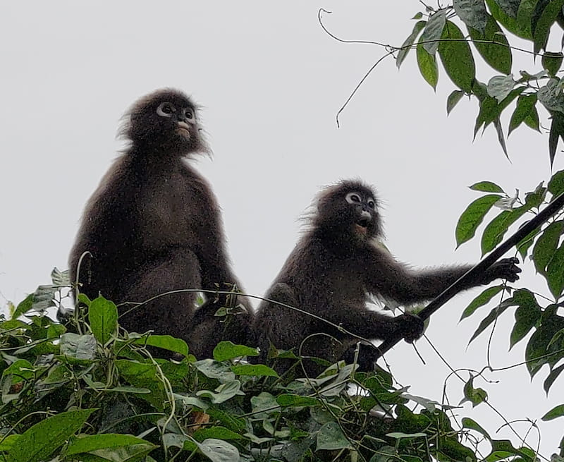 A hero image of two monkeys looking up from a tree